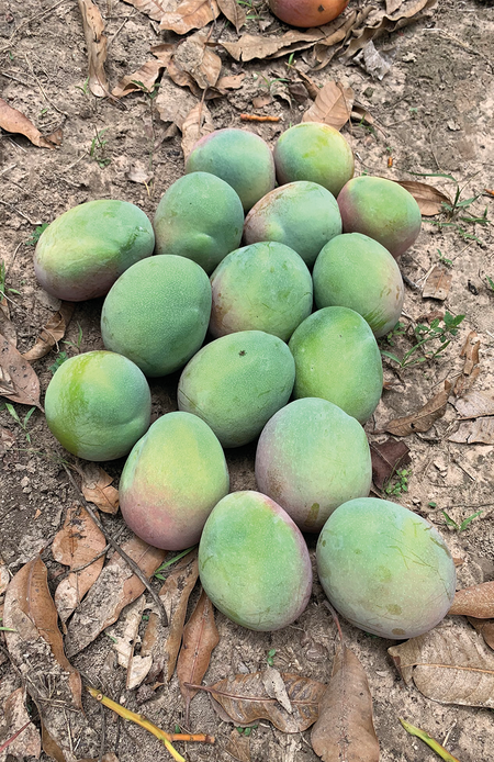 Mehrere Mangos liegen auf trockenen Blättern auf dem Boden