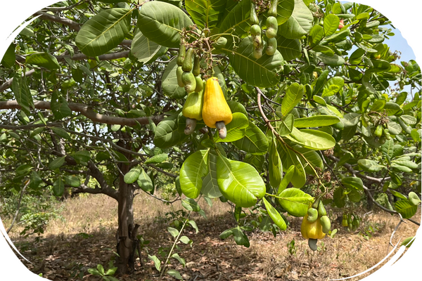 Cashewfrüchte an einem Bäumen