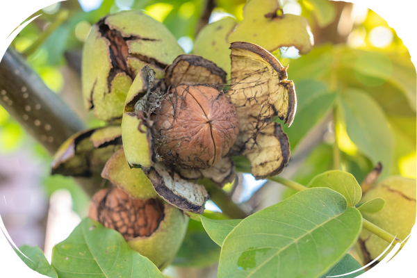 Ein Mangobaum mit einem Haufen Mangos daneben.