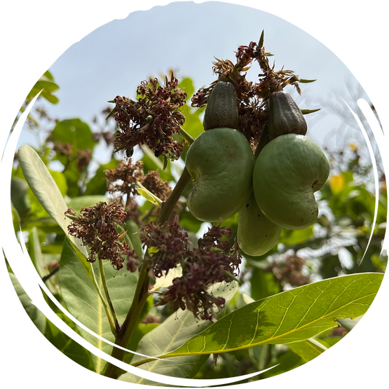 Cashewfrüchte an einem Zweig mit Blättern