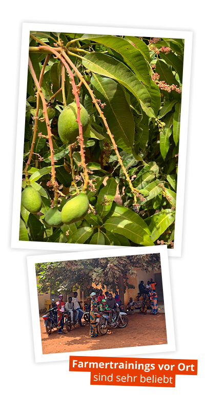 Mali Anbauprojekt Mangos am Baum